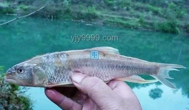 化龙未果的珍稀钓获：鉴别与估价“龙鳞鲤”指南